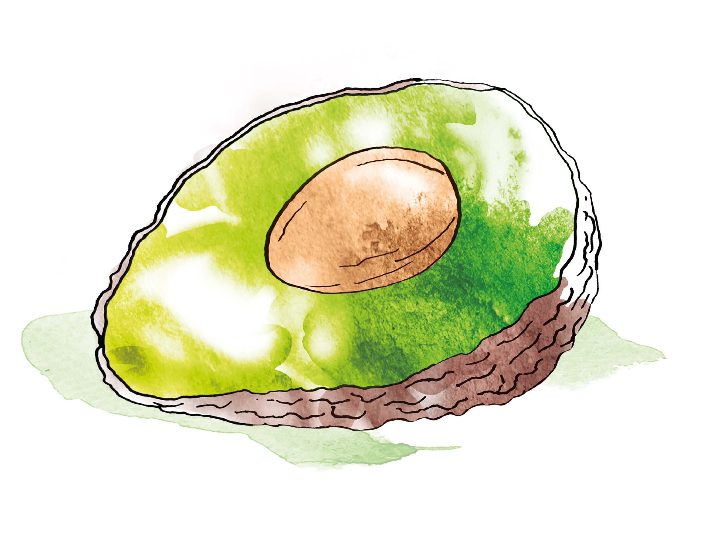 Illustration huile vÃ©gÃ©tale d'avocat - coopÃ©rative Frutos Del Andes au PÃ©rou